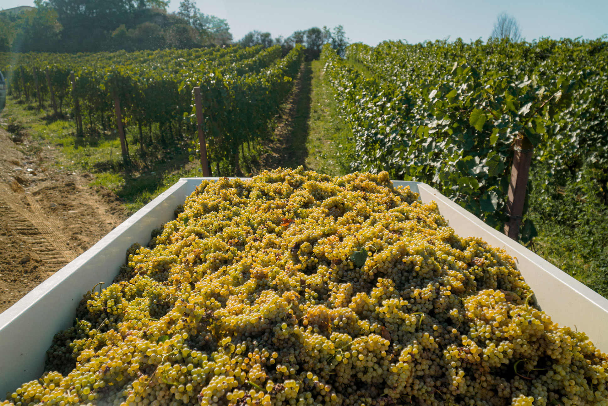 vineyard-experience